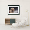 Frosty Paws - Ltd Edition Print